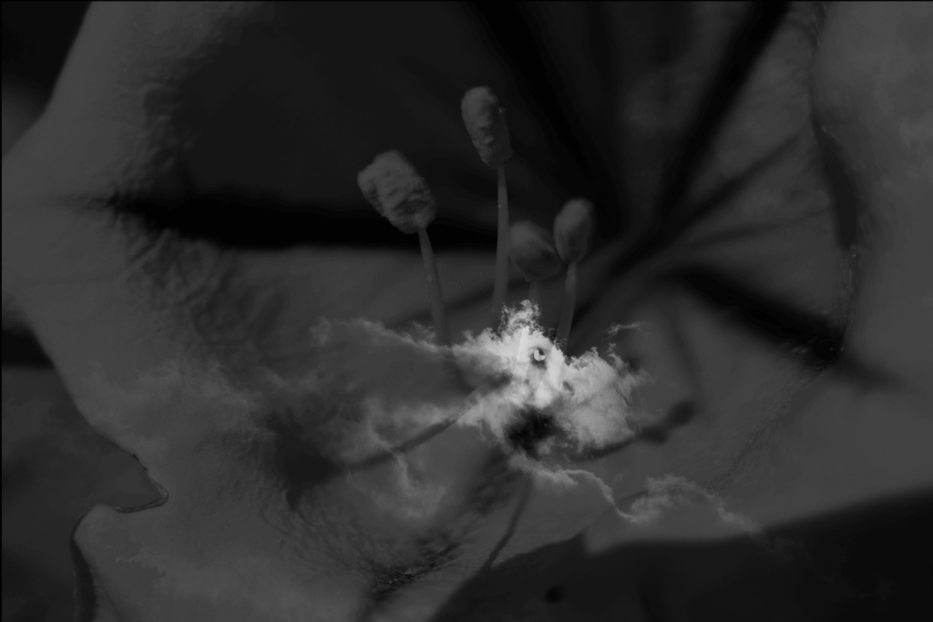 Black and white double exposure of solar eclipse with flower petals, symbol of shadow and rebirth.