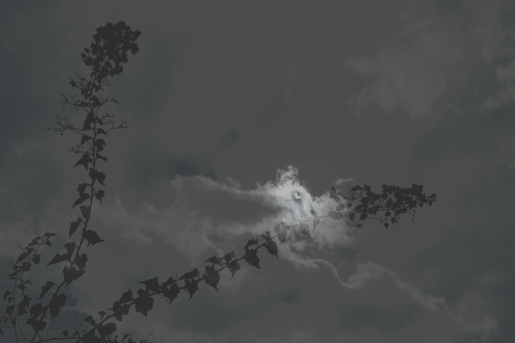Eclipse with blooming tree branches, metaphor for growth through darkness.