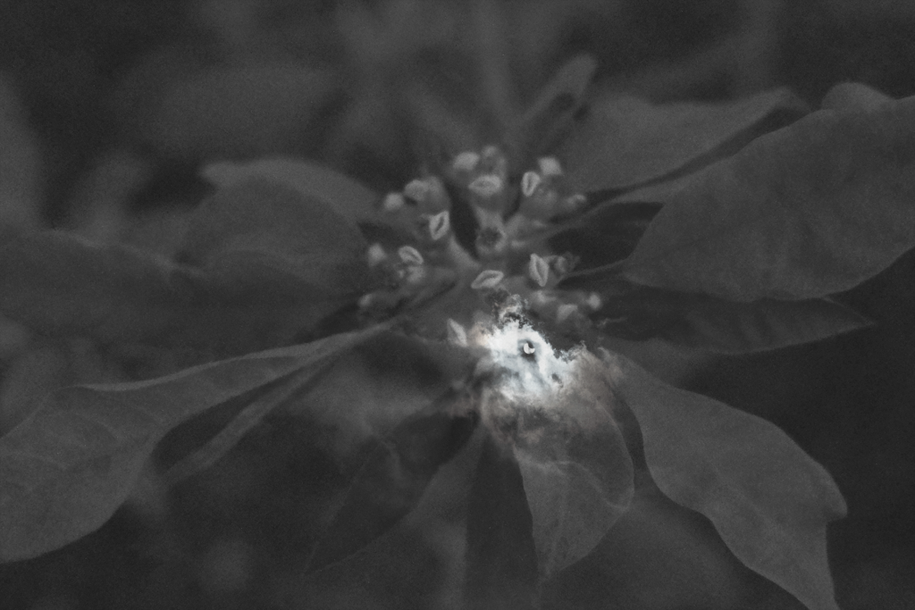 Eclipse and flowers in monochrome, gentle meeting of shadow and softness.